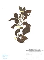 藏品(呂宋莢蒾)的圖片